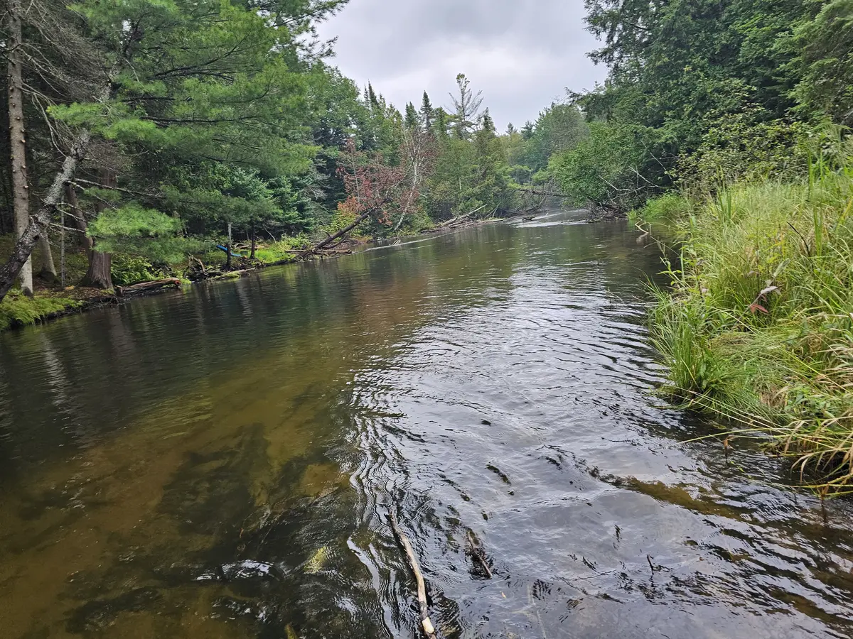 Upper Au Sable current seam where slower bank-side current meets stronger main flow