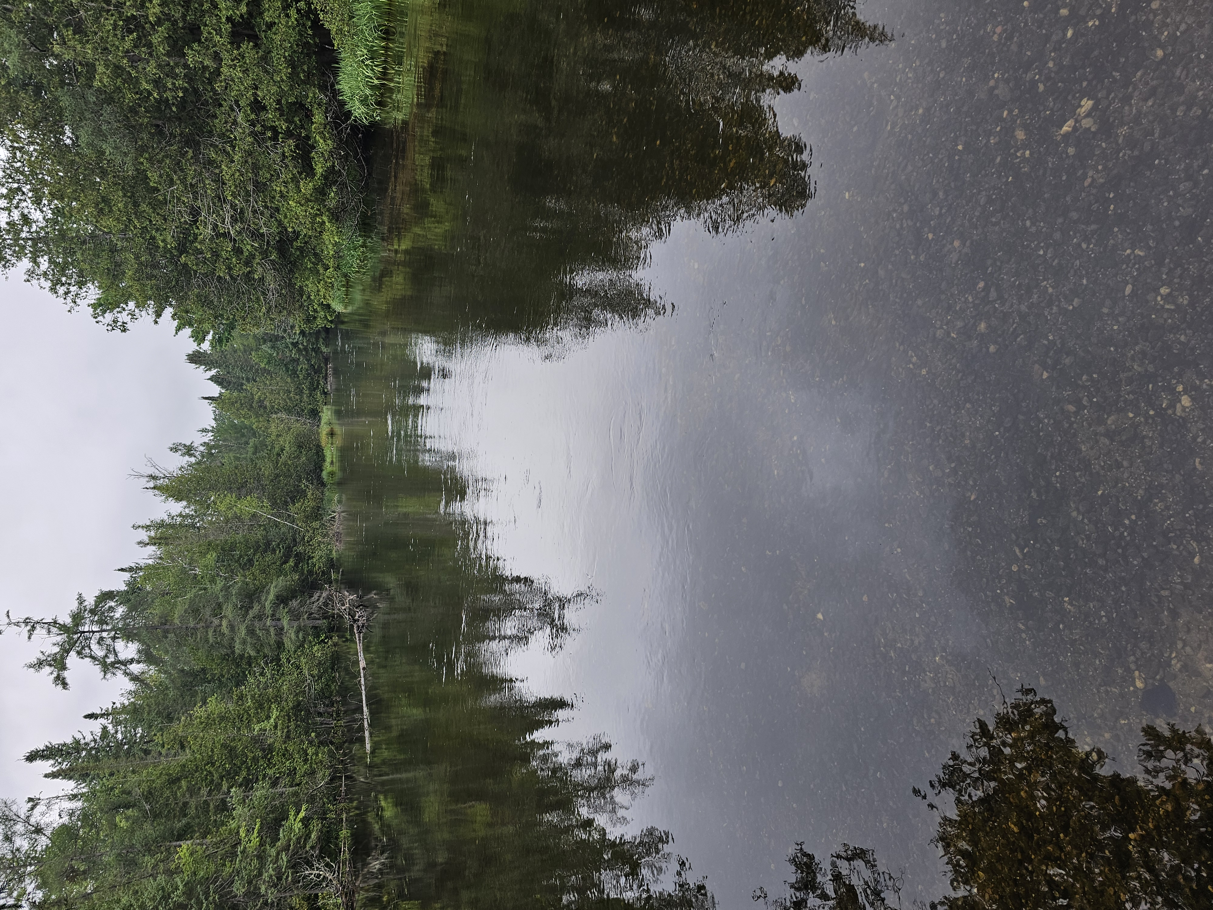 A smooth northern Michigan trout-river run bordered by cedar and grass