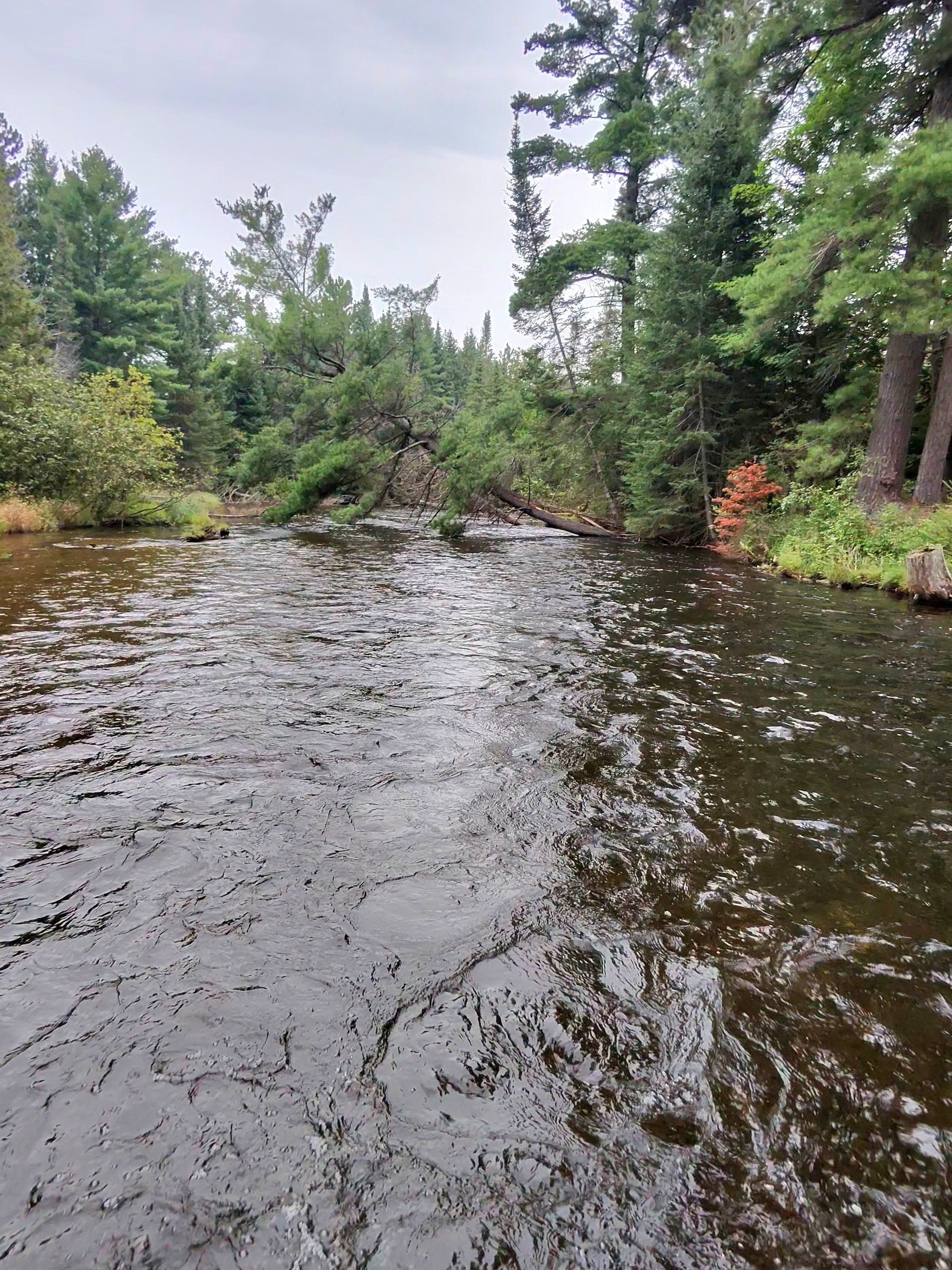 A wooded Michigan trout run with broken current and fallen-tree cover