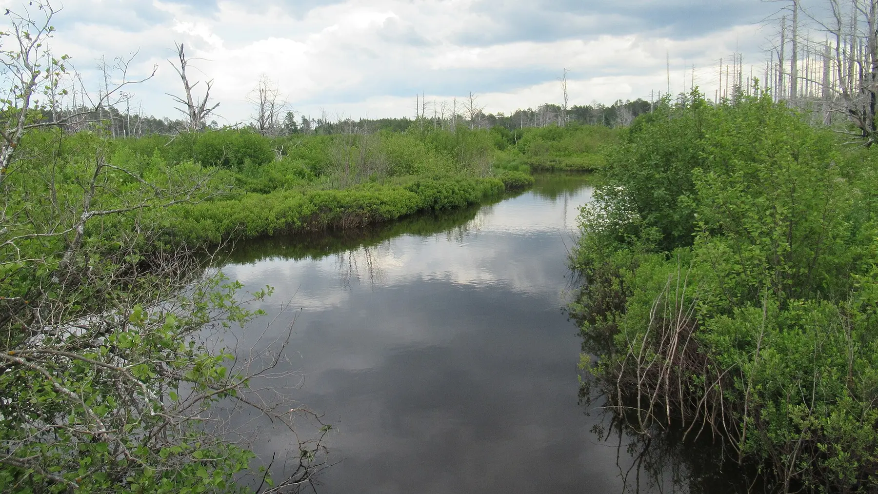 The Little Two Hearted River flowing through low green vegetation in Michigan's Upper Peninsula