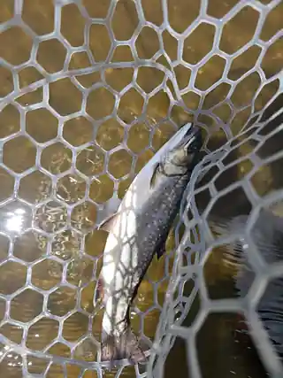 A brook trout resting in a landing net during an RRO field trip